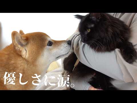 腎不全の愛猫を徹夜で看病してたら‥柴犬の思わぬ優しさに救われました。(YouTube)