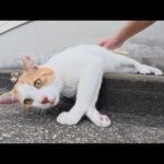 逃げる茶シロ猫をモフると爆音で喉を鳴らして喜んでくれた(YouTube)