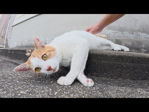 逃げる茶シロ猫をモフると爆音で喉を鳴らして喜んでくれた(YouTube)