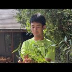 カピバラcapybara(YouTube)