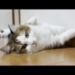 今年の床に落ちる猫はこれで見納めです(YouTube)