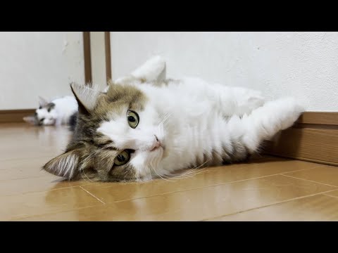 今年の床に落ちる猫はこれで見納めです(YouTube)