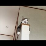 くつろいでる猫に「くしゃみがうるさい！」と注意されるお母さん(YouTube)