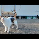 漁港の名物コンビ！ハート模様の三毛猫とヒゲのハチワレ猫は今日も仲悪し!?(YouTube)