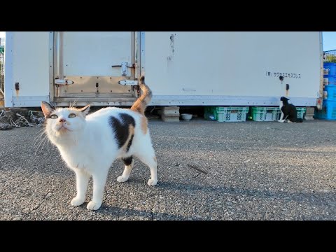 漁港の名物コンビ！ハート模様の三毛猫とヒゲのハチワレ猫は今日も仲悪し!?(YouTube)