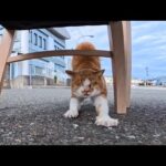 島の港前のカフェでコーヒー注文して待っていると猫が集まってきて楽しい(YouTube)