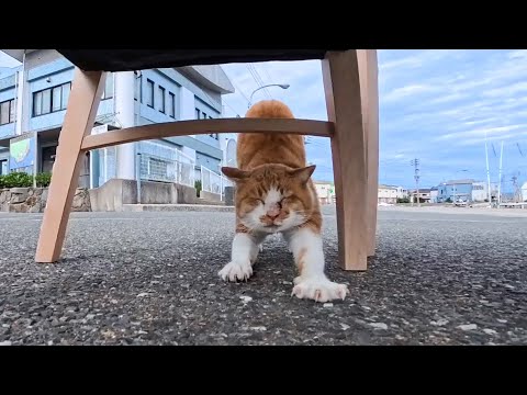 島の港前のカフェでコーヒー注文して待っていると猫が集まってきて楽しい(YouTube)