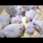 ゆで卵に群がるネズミたち(YouTube)