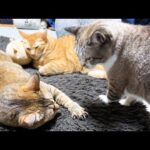 寝ている兄猫に気遣うけど甘えたい姫猫が可愛すぎました(YouTube)
