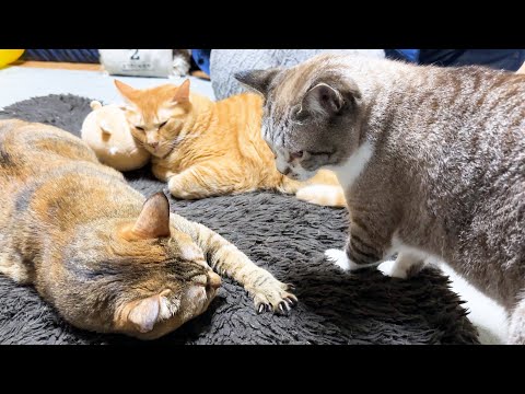 寝ている兄猫に気遣うけど甘えたい姫猫が可愛すぎました(YouTube)