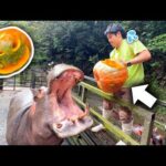 ジャンボかぼちゃを丸ごとカバにあげようとしてみたけど…？【ジャックオーランタン】(YouTube)