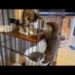 また子猫から餌を豪快に盗み始めたカワウソさくら Once again, the otter Sakura began boldly stealing food from the kitten.(YouTube)