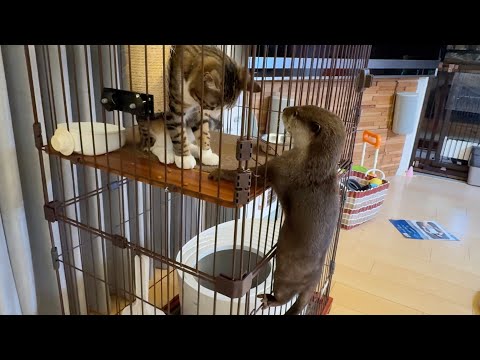 また子猫から餌を豪快に盗み始めたカワウソさくら Once again, the otter Sakura began boldly stealing food from the kitten.(YouTube)