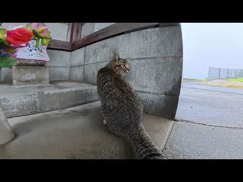 島で暮らす猫達の雨の日の過ごし方を調べてみたら…(YouTube)