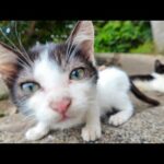 猫島の港でのんびり寝転ぶ猫の家族に癒やされるひととき🐾💤(YouTube)