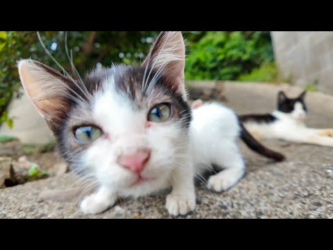 猫島の港でのんびり寝転ぶ猫の家族に癒やされるひととき🐾💤(YouTube)