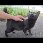警戒心が強い黒猫ちゃんが人間に心を開く瞬間(YouTube)