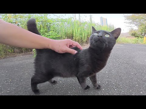 警戒心が強い黒猫ちゃんが人間に心を開く瞬間(YouTube)