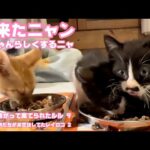 妹来たニャン  また兄ちゃんになったニャ  両目が塞がって棄てられたルル DAY9  団地で小学生がお世話してたレイロコ DAY2   2025 10 24 1(YouTube)