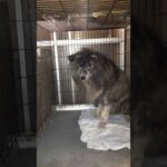 可愛い！秋田犬　鉄　#秋田犬 #大型犬のいる生活 #可愛い犬(YouTube)