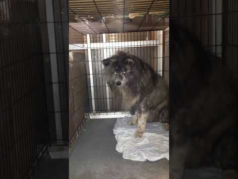 可愛い！秋田犬　鉄　#秋田犬 #大型犬のいる生活 #可愛い犬(YouTube)