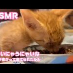 うまいにゃうにゃいなうみゃいな  ASMR  両目が塞がって棄てられたルル  保護4日目   2025 10 19 1(YouTube)