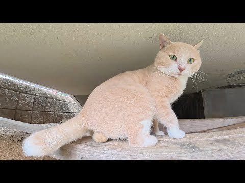 片脚の先っぽを失った猫ちゃんが人間を警戒して走って逃げる(YouTube)