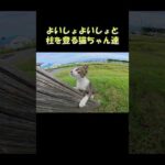 よいしょよいしょと柱を登る猫ちゃん達 #猫 #ねこ #cat(YouTube)