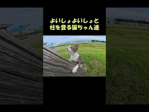 よいしょよいしょと柱を登る猫ちゃん達 #猫 #ねこ #cat(YouTube)