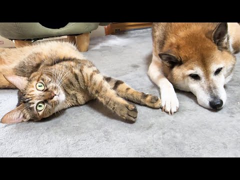 犬と猫の大家族の男の子たちは自分より他の猫たちを優先する優しいわんにゃんです(YouTube)
