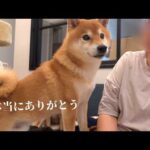 悲しみと絶望の淵でこの子たちに救われました。(YouTube)