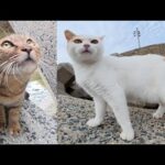 しつこく喧嘩をする茶シロ猫とムギワラ猫を仲裁した結果・・・(YouTube)
