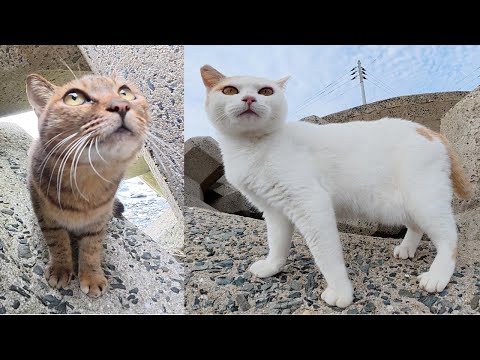 しつこく喧嘩をする茶シロ猫とムギワラ猫を仲裁した結果・・・(YouTube)