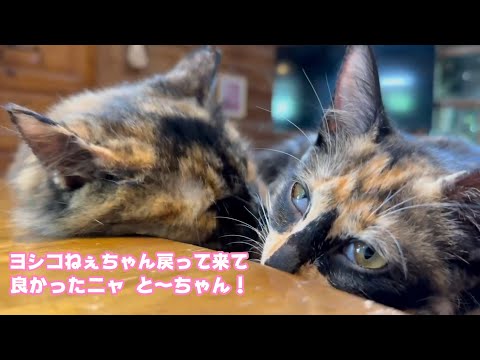 ヨシコねえちゃん戻って来て良かったニャ  ね、と～ちゃん   2025 10 10 2(YouTube)
