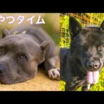 【報告と雑談】おやつあげる老人(YouTube)