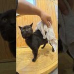 雨に濡れた黒猫が待合室に駆け込んできた #猫 #ねこ #cat(YouTube)