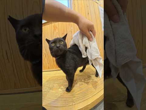 雨に濡れた黒猫が待合室に駆け込んできた #猫 #ねこ #cat(YouTube)