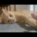 ひとりでつまらないといじけてる猫(YouTube)