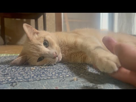 ひとりでつまらないといじけてる猫(YouTube)