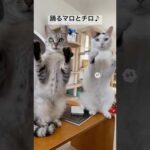 AIでマロとチロを踊らせました！ #shorts(YouTube)