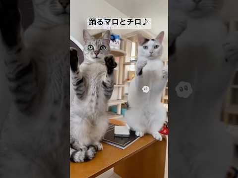 AIでマロとチロを踊らせました！ #shorts(YouTube)