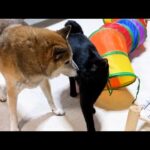 元気な黒猫くんの代わりに申し訳なさそうにする柴犬が可愛すきます(YouTube)