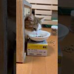 あれ？アレ？出られへんよ？困ったよ(YouTube)