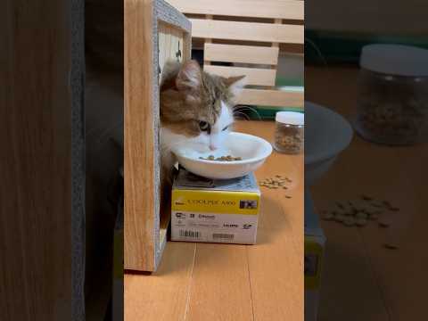 あれ？アレ？出られへんよ？困ったよ(YouTube)