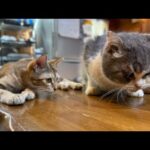 ワクチン💉 島はまだまだ暑いニャン‼️2025.10.06-2(YouTube)