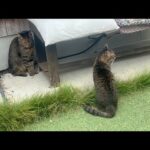 待てよ、こんな猫いたっけな・・(YouTube)