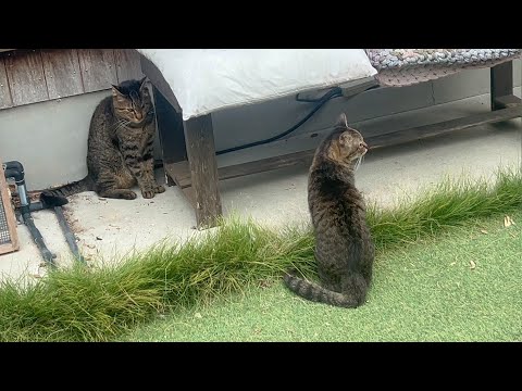 待てよ、こんな猫いたっけな・・(YouTube)