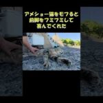 アメショー猫をモフると前脚をフミフミして喜んでくれた #猫 #ねこ #cat(YouTube)