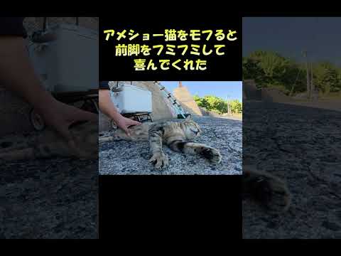 アメショー猫をモフると前脚をフミフミして喜んでくれた #猫 #ねこ #cat(YouTube)