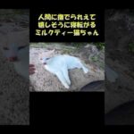 人間に撫でられて嬉しそうに寝転がるミルクティー猫ちゃん #猫 #ねこ #cat(YouTube)